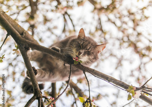 spring portrait beautiful cat sitting on an apple tree with flowers in the may sunny garden and sniffs