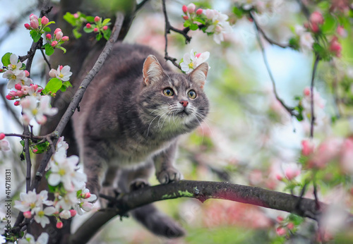 beautiful cat sitting on an apple tree with flowers in may sunny garden