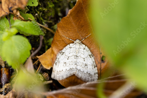 The male black arches or nun moth (Lymantria monacha) sitting on a leaf - It is considered a forest pest and harms trees, especially pines