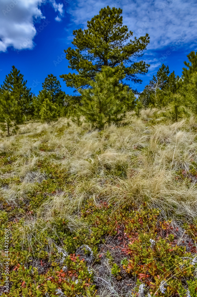 Mountain vegetation on the snow-covered slope of the Pikes Peak mountains, Colorado, US