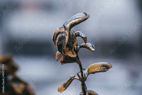 close up of a flower