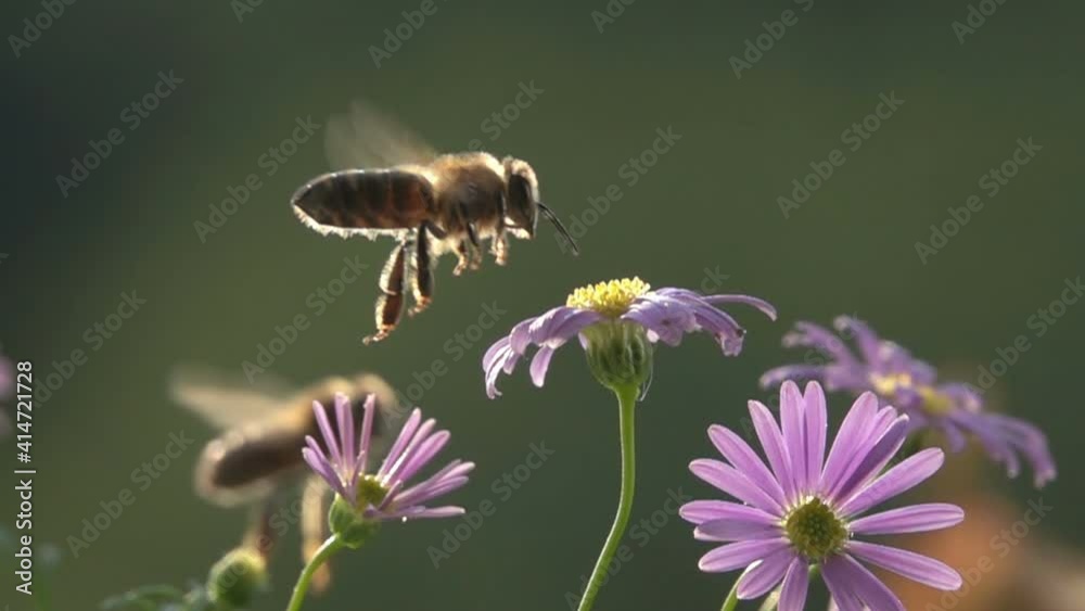 Bee, Flying on Flowers. closeup view. Slow-motion. purple violet daisy flowers