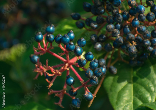 Blue wild berries in the park
