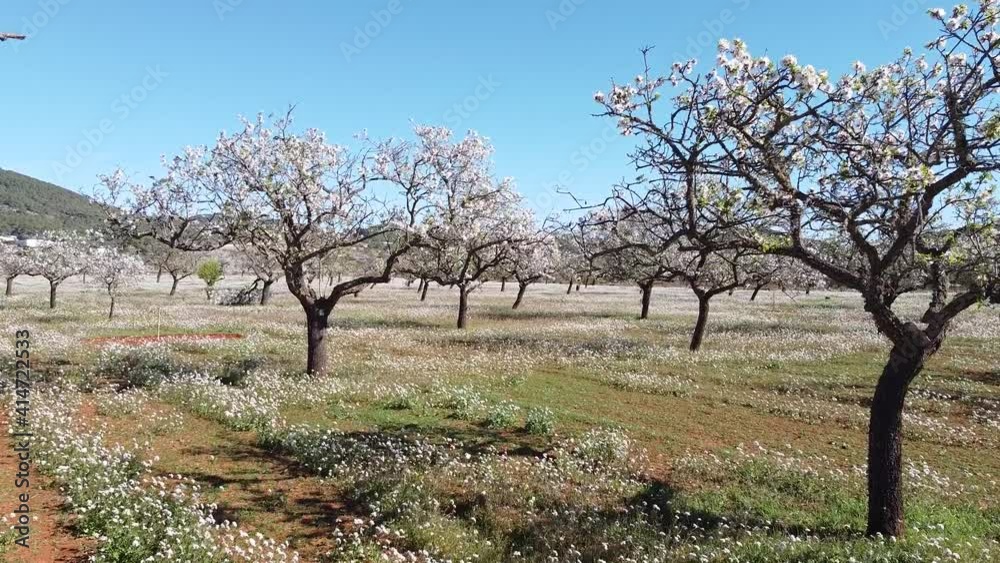 Ibiza árboles de Almendros florecidos Santa Inés 03 Ibiza árboles de Almendros florecidos Santa Inés 03