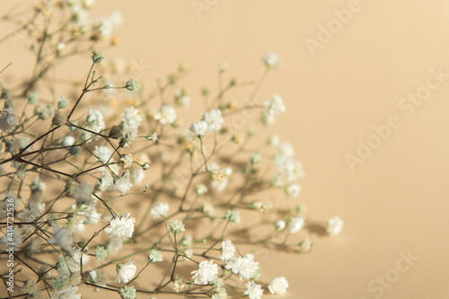 gypsophila flowers on a beige background light and shadow