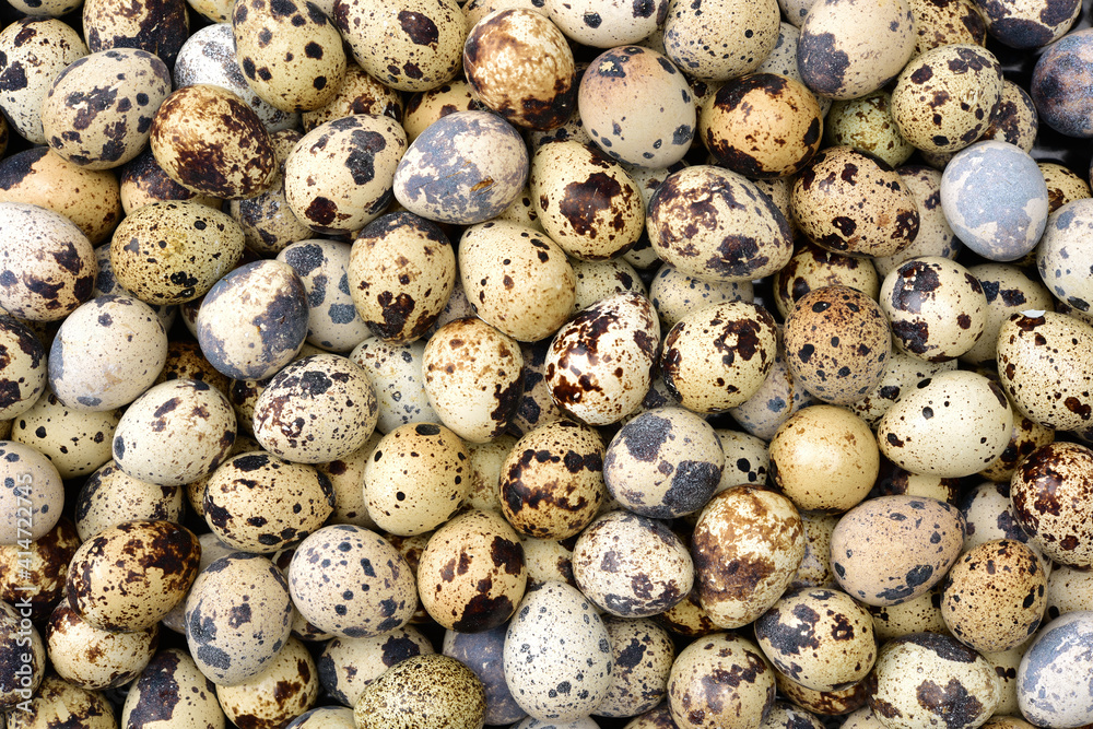 quail eggs background