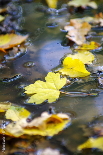 Fall season concept. Autumn maple leaves in puddle.
