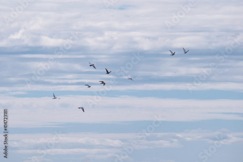 A flock of pigeons in a blue sky with clouds