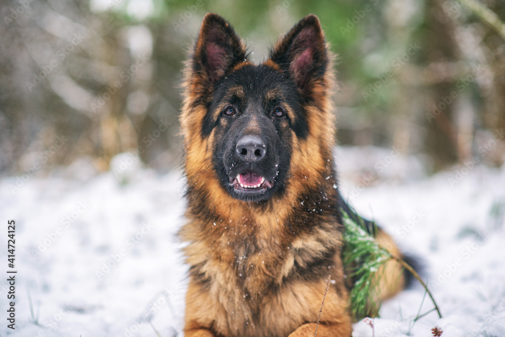 A good-natured German Long-haired Shepherd dog lies on the snow in the forest in winter.