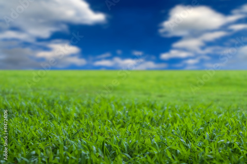 Focus to front group of fresh green grasses in the field and blurred blue sky and white clouds with sunshine background, Selective focus and copy space.