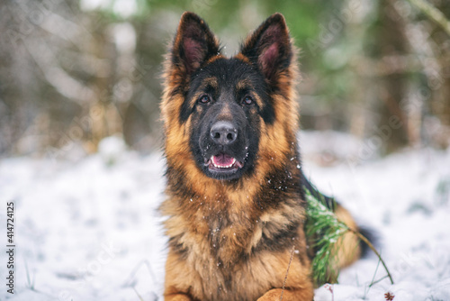 A good-natured German Long-haired Shepherd dog lies on the snow in the forest in winter. © shymar27