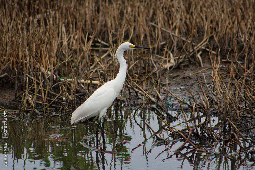 Fototapeta premium Guadeloupe, grande aigrette