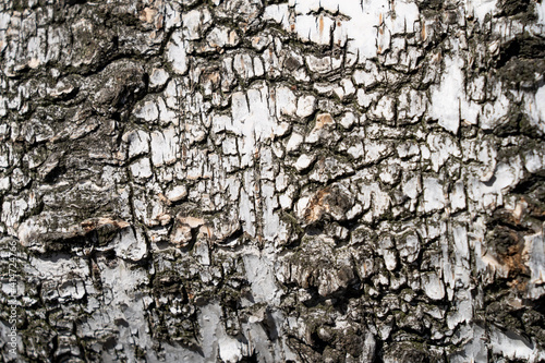 White birch tree bark. background and copyspace