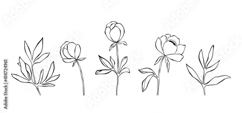 Hand drawn line art collection of peony flowers, buds, branches and leaves in black and white. Floristic set with line art clipart elements. Floral clipart isolated on white background