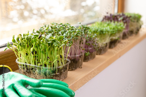 Microgreens on a sill near a sunny window in attic. Home hobbies gardening. Healthy eating.