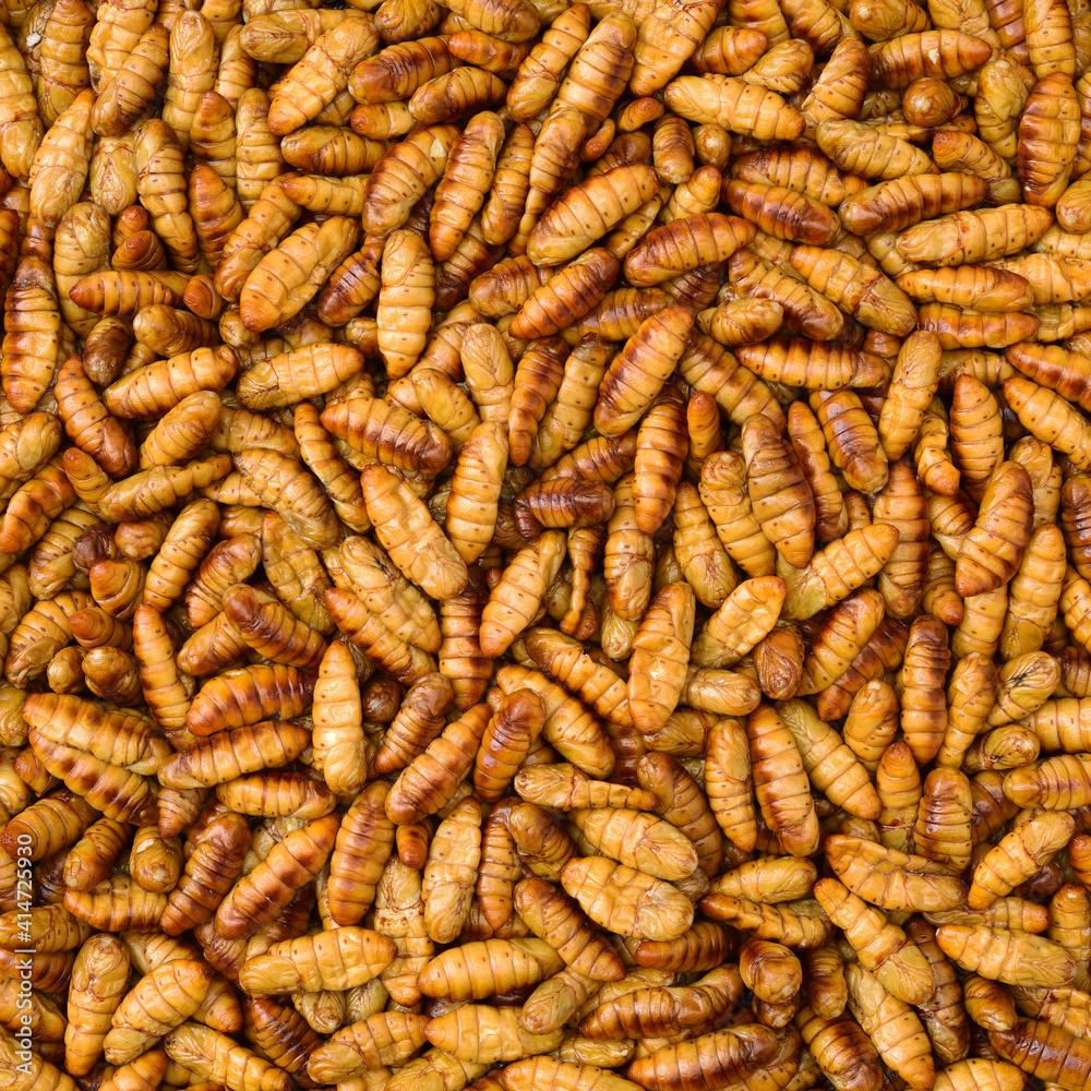 Silkworm pupae