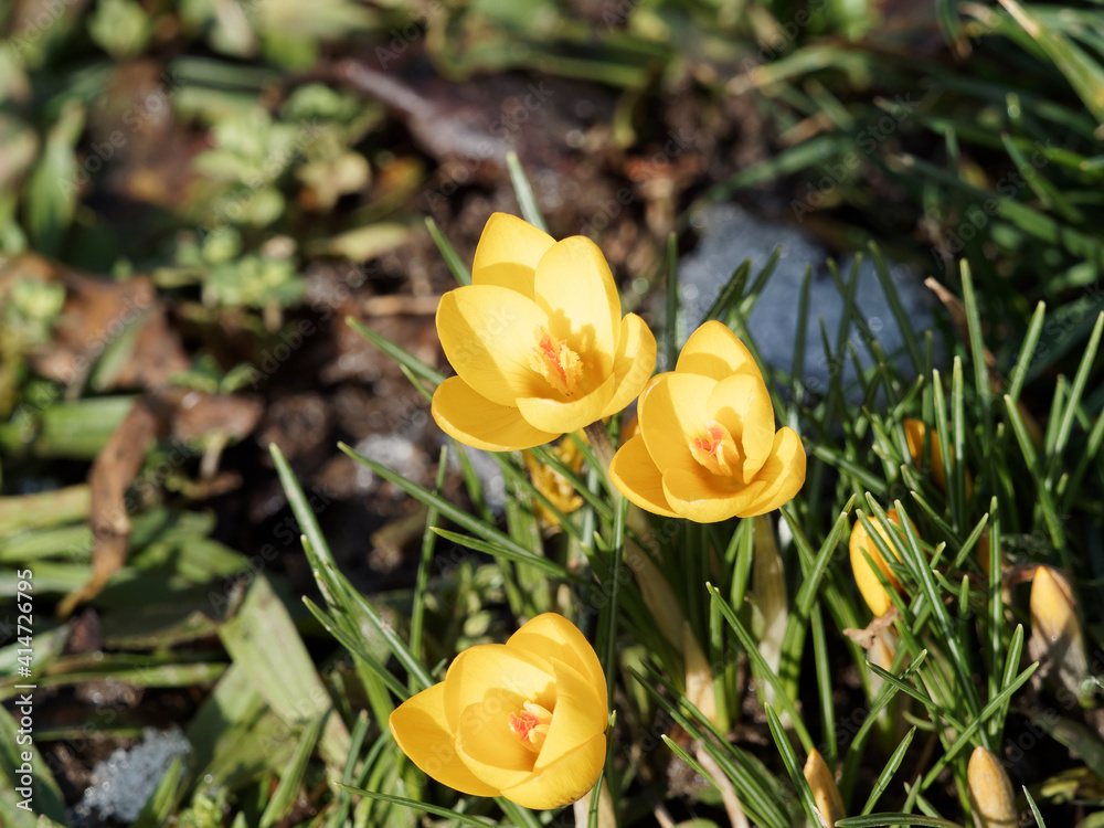 (Crocus ancyrensis) Fleurs de crocus d'Ankara de fin d'hiver à pétales jaune or, coeur d'étamines oranges sur petites tiges transparentes au feuillage fin vert moyen (Crocus ancyrensis) Fleurs de crocus d'Ankara de fin d'hiver à pétales jaune or, coeur d'étamines oranges sur petites tiges transparentes au feuillage fin vert moyen
