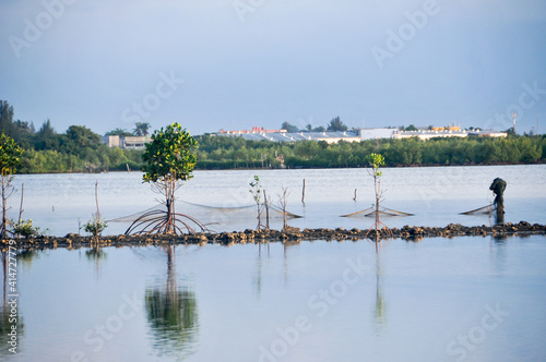 Rows of young mangroves
