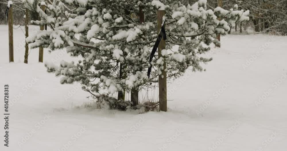 Shot of heavy snowing caused by lake effect Shot of heavy snowing caused by lake effect