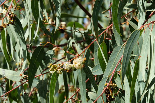 Flowering of Eucalyptus globular (Latin - Eucalyptus globulus Labill) photo