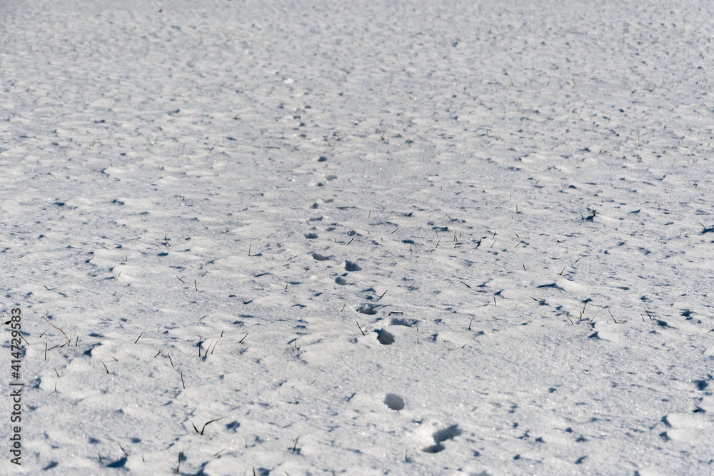 foodprints in snow