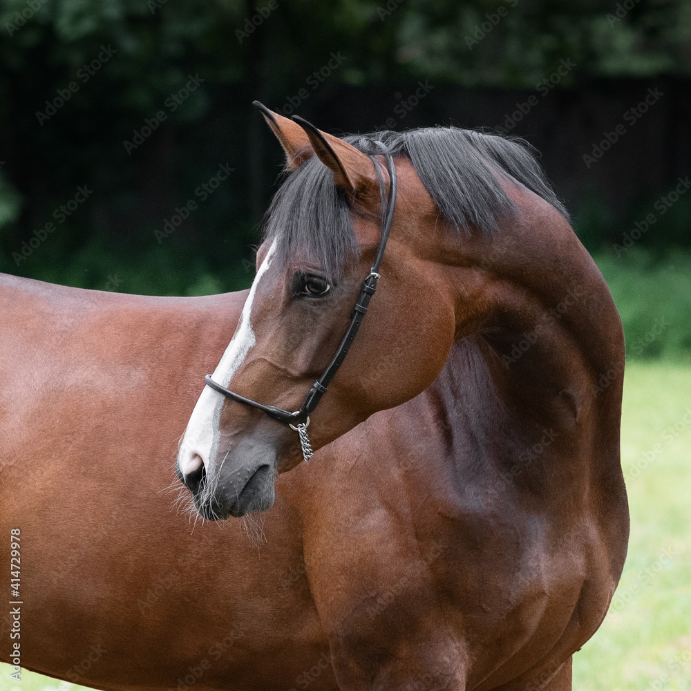 Obraz premium Portrait of a beautiful chestnut horse looks back on natural green summer background, head closeup