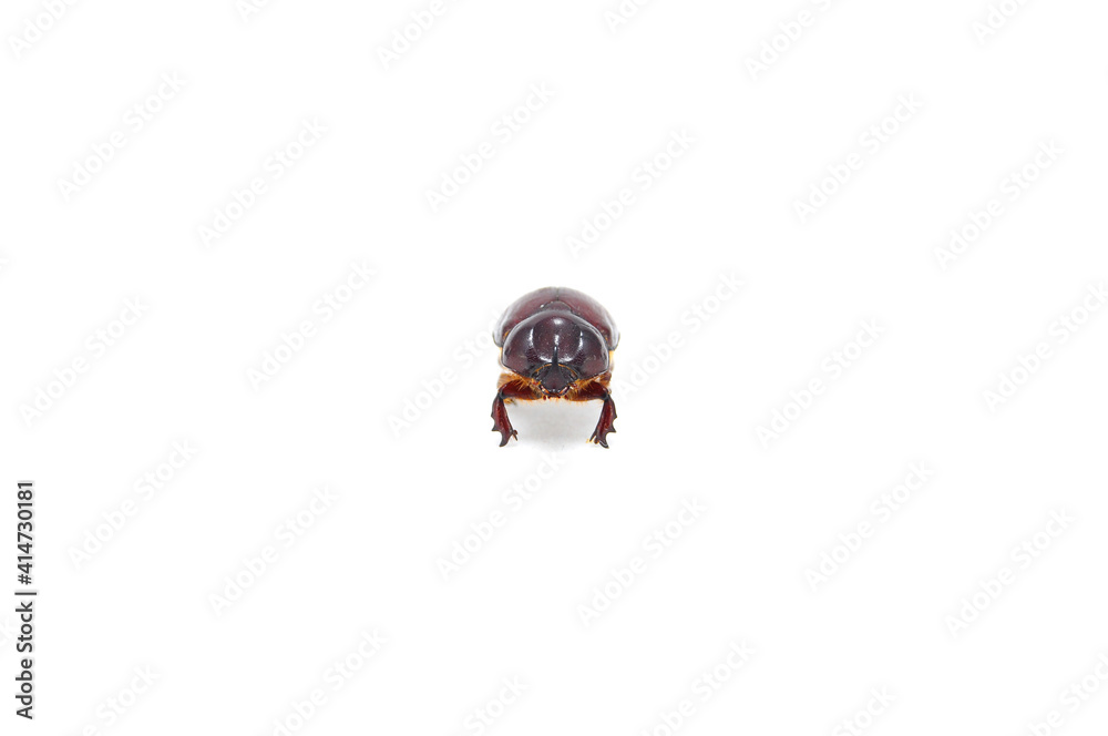 Obraz premium Rhinoceros beetle on a white background close-up. Insects, animals, fauna
