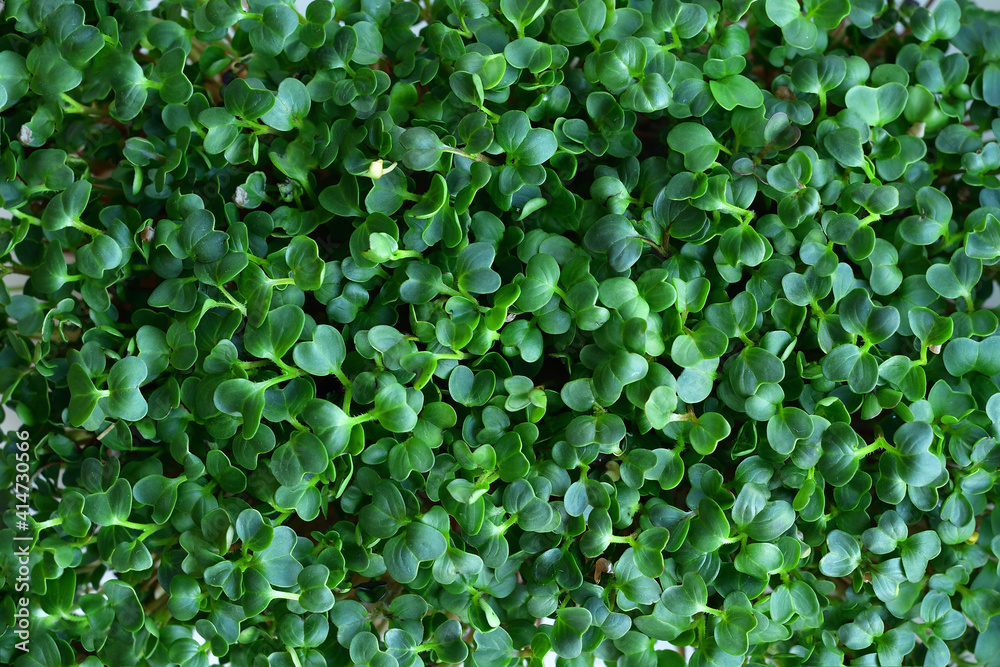 microgreen Foliage Background. Close-up of radish microgreens.Vitamins on windowsill. Vegan and healthy superfood.Spring avitaminosis microgreen Foliage Background. Close-up of radish microgreens.Vitamins on windowsill. Vegan and healthy superfood.Spring avitaminosis
