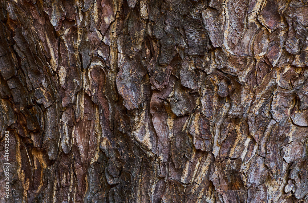 The texture of the tree bark The texture of the tree bark