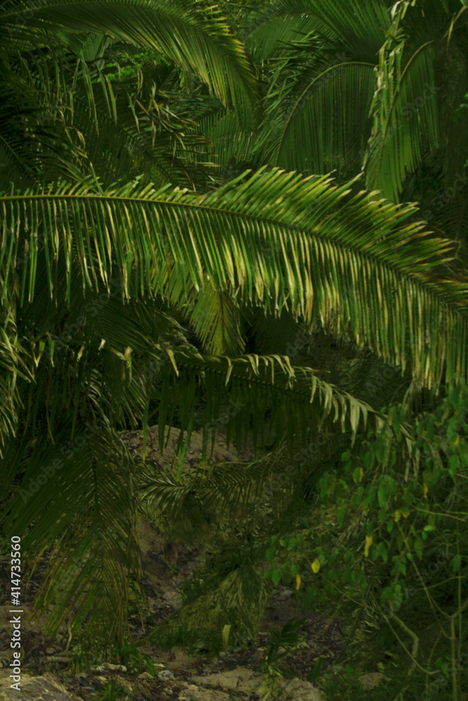 Selva Selva