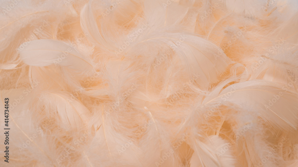 Colorful feather background, top view. Colorful feather background, top view.