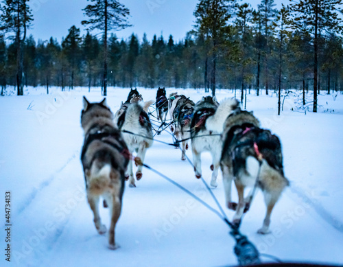 sled dogs in the snow