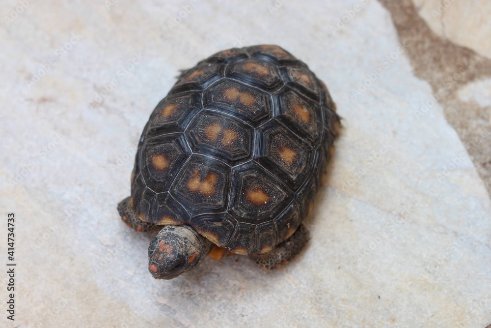 Obraz premium turtle on the rock