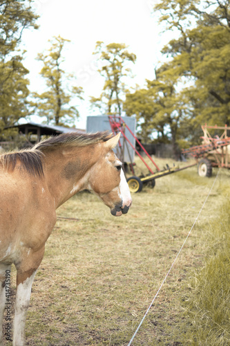 caballos marrones de perfil en entorno rural