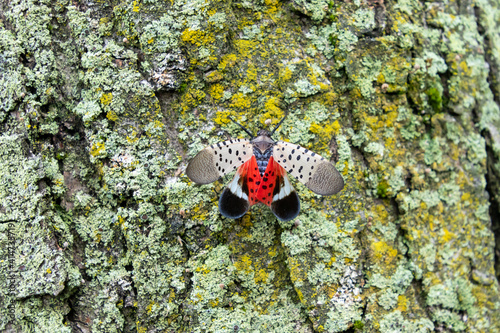 Photos Spotted lanternfly (Lycorma delicatula), an invasive pest, holds its wings open,