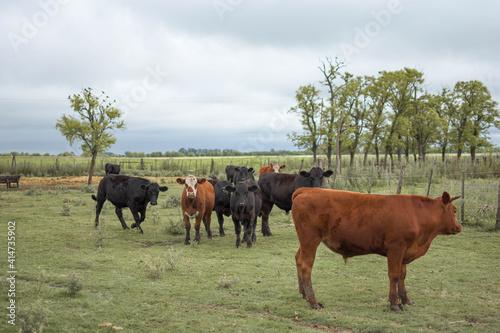 vaca marron en campo con ganado de fondo