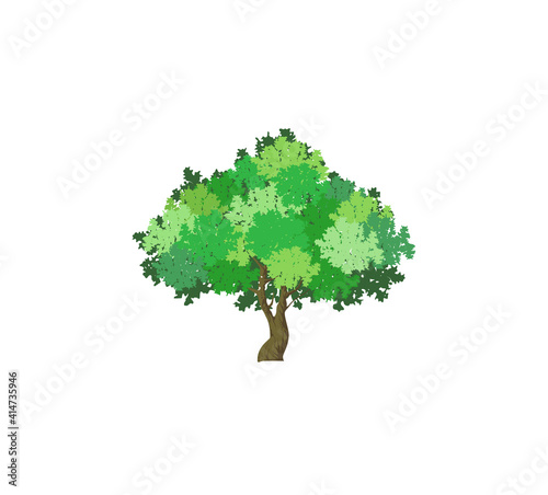olive tree vector illustration isolated on white
