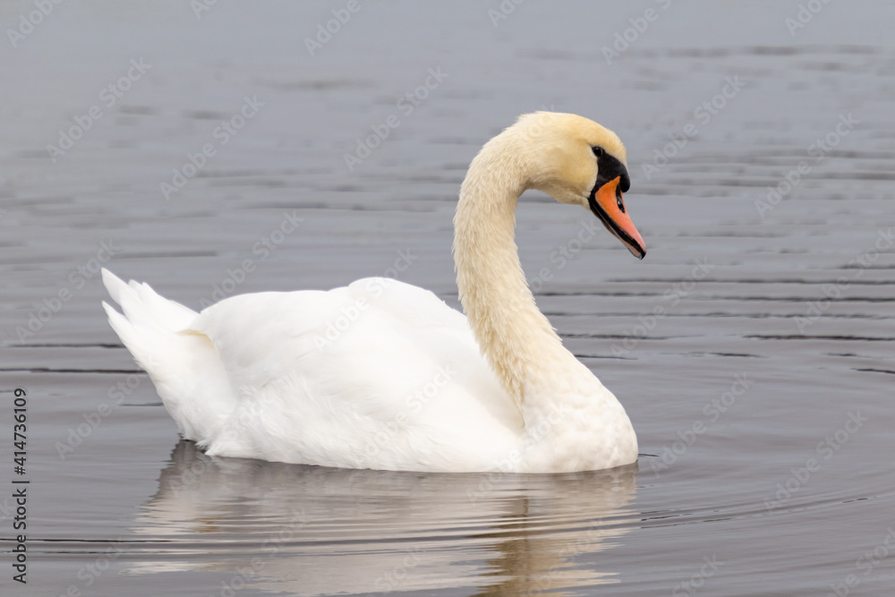Beautiful white mute swan (Cygnus olor) swimming in a pond