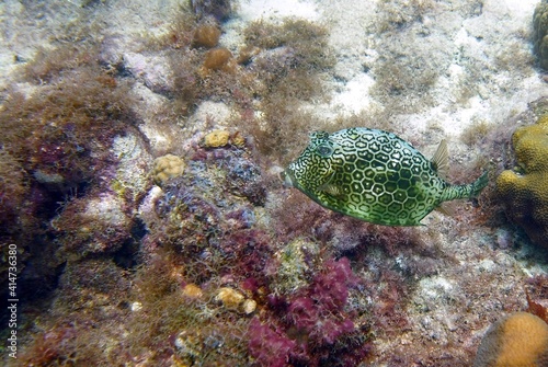 Honeycomb Cowfish in its natural environment in the reef in the south west Atlantic ocean photo