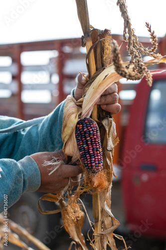 Maiz nativo de Mexico photo