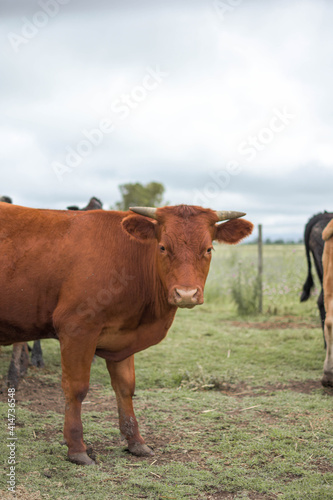 vaca marron de perfil en campo rural