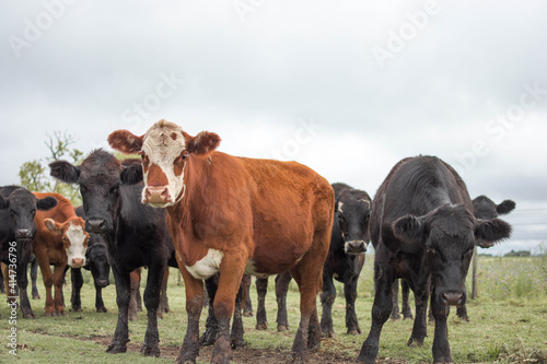 vacas marrones rodeada de ganado campo rural 