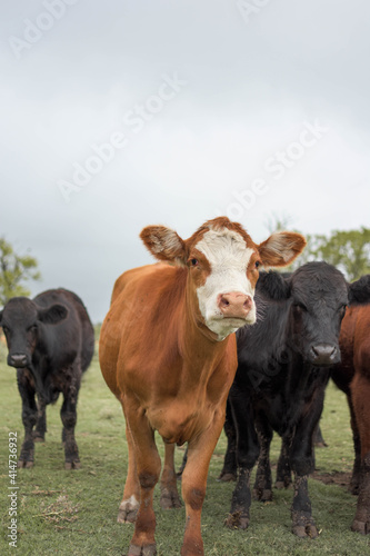 vacas marrones rodeada de ganado campo rural 