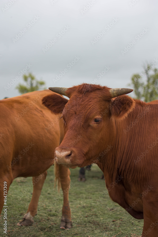 vacas marrones  rodeada de ganado campo rural 