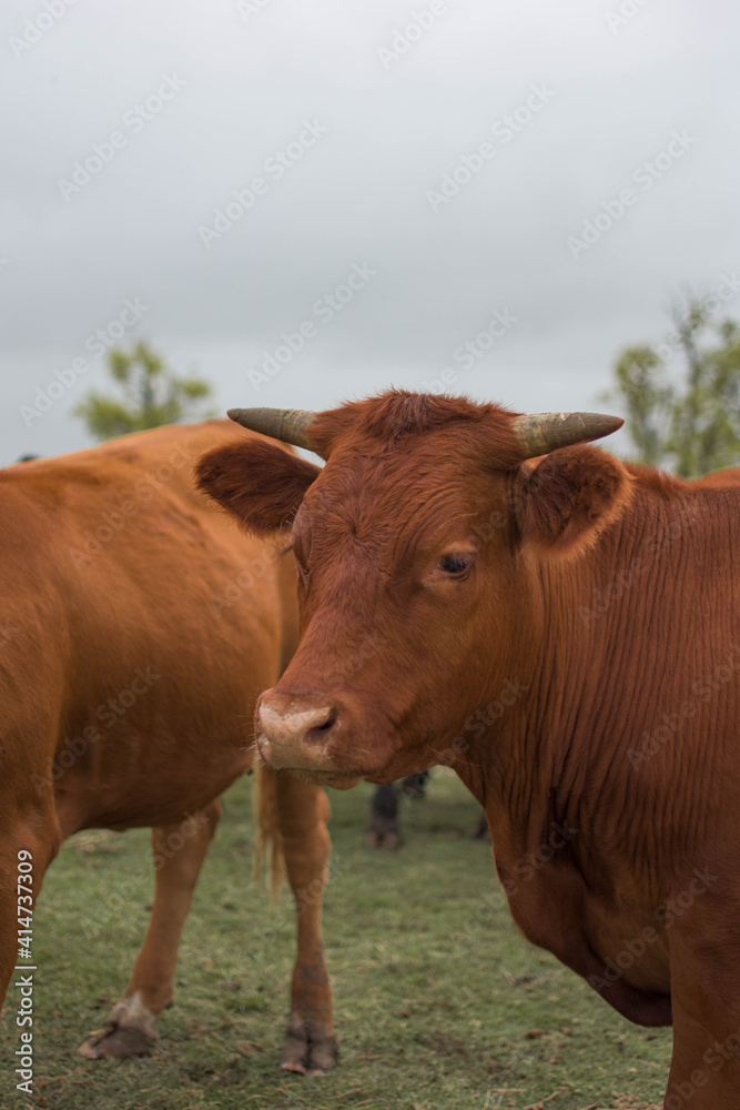 vacas marrones rodeada de ganado campo rural vacas marrones rodeada de ganado campo rural