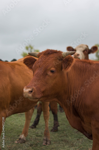 vacas marrones  rodeada de ganado campo rural  © Leo