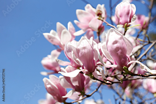 Close up shot of beautiful magnolia tree blossoms over clear blue sky background. Branches full of big pink flowerings, dense flower clusters. Background, close up, copy space, crop shot.