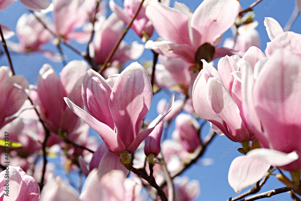 Obraz premium Close up shot of beautiful magnolia tree blossoms over clear blue sky background. Branches full of big pink flowerings, dense flower clusters. Background, close up, copy space, crop shot.