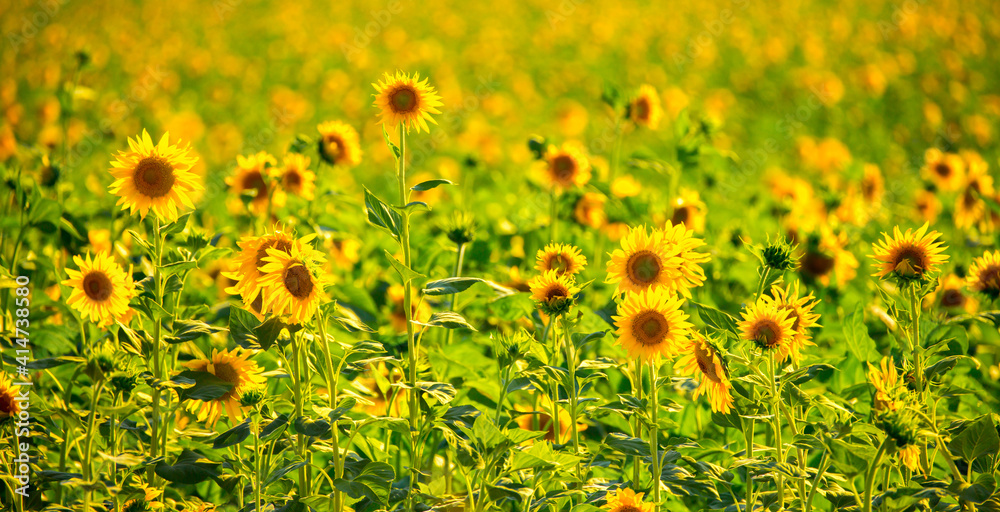 Obraz premium Sunflower seeds. Sunflower field, growing sunflower oil beautiful landscape of yellow flowers of sunflowers against the blue sky, copy space Agriculture