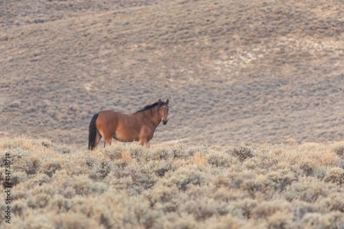 Wild Horse in the Red Desert Wyoming in Autumn